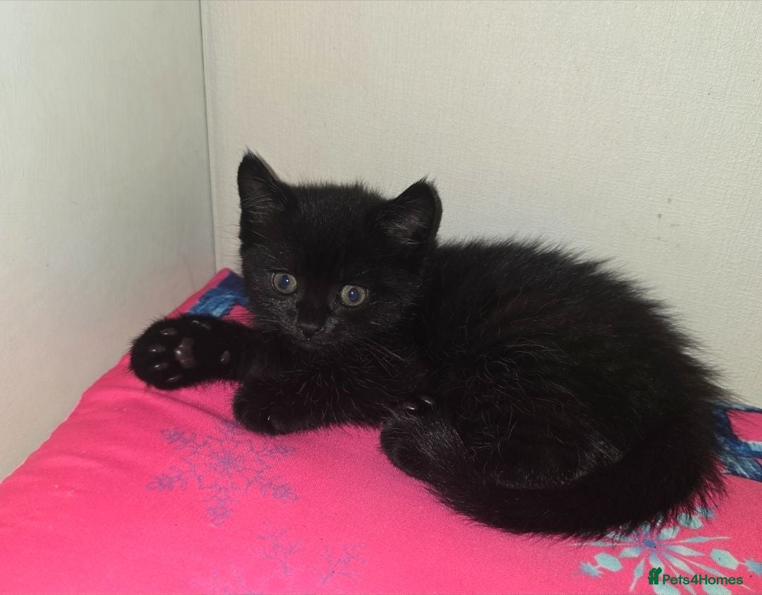 Mixed Breed cats 3 Beautiful Black Kittens Ready Now - Advert 16