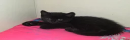 Mixed Breed cats for sale: 3 Beautiful Black Kittens Ready Now - Advert 3