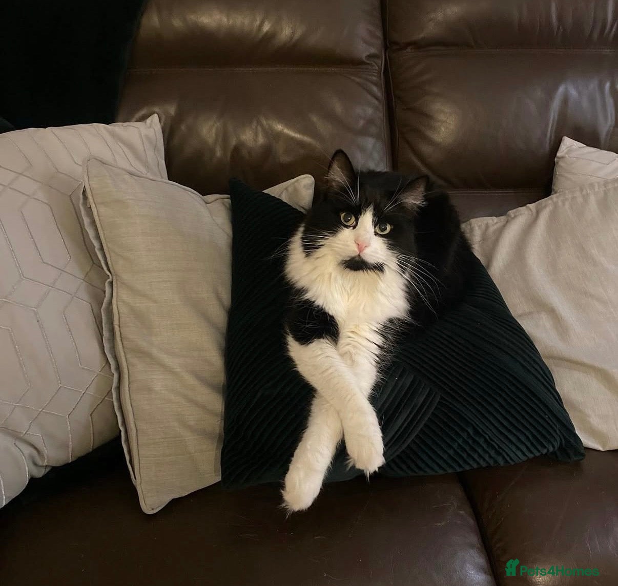 Mixed Breed cats Pheebs needs a quiet home - Advert 22