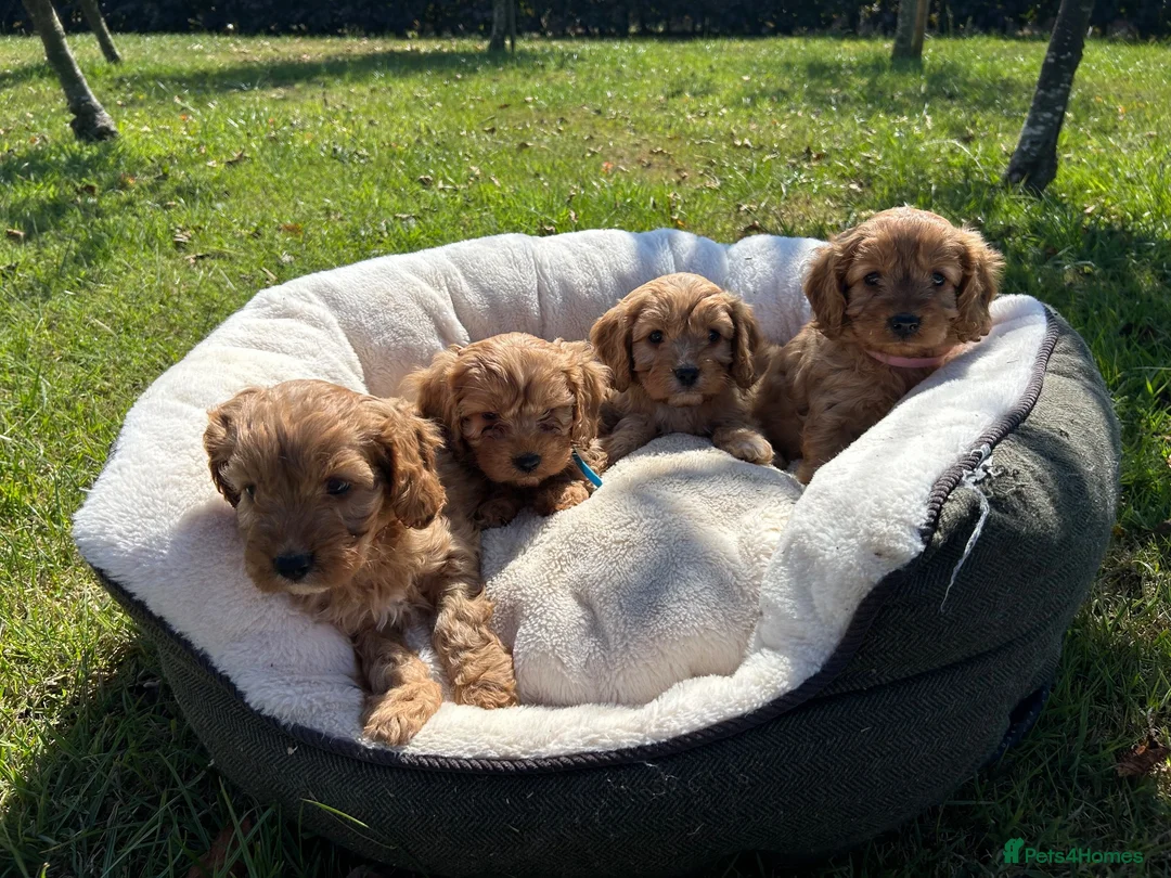 Cavapoo dogs for sale: Cavapoos🐶🥰 - Advert 1