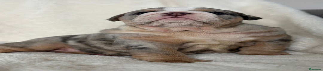 English Bulldog Puppy 2