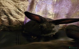 Rex rabbits for sale: Beautiful Rex and Mini lop cross breed 🐰 bunny's  - Image 4