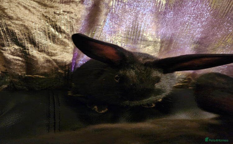 Rex rabbits - Advert 13