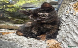 Mixed Breed cats for sale: Beautiful kitten looking for forever home  - Image 7