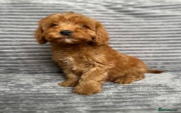 Cockapoo dogs for sale: Adorable Cockapoos looking for forever homes - Image 4