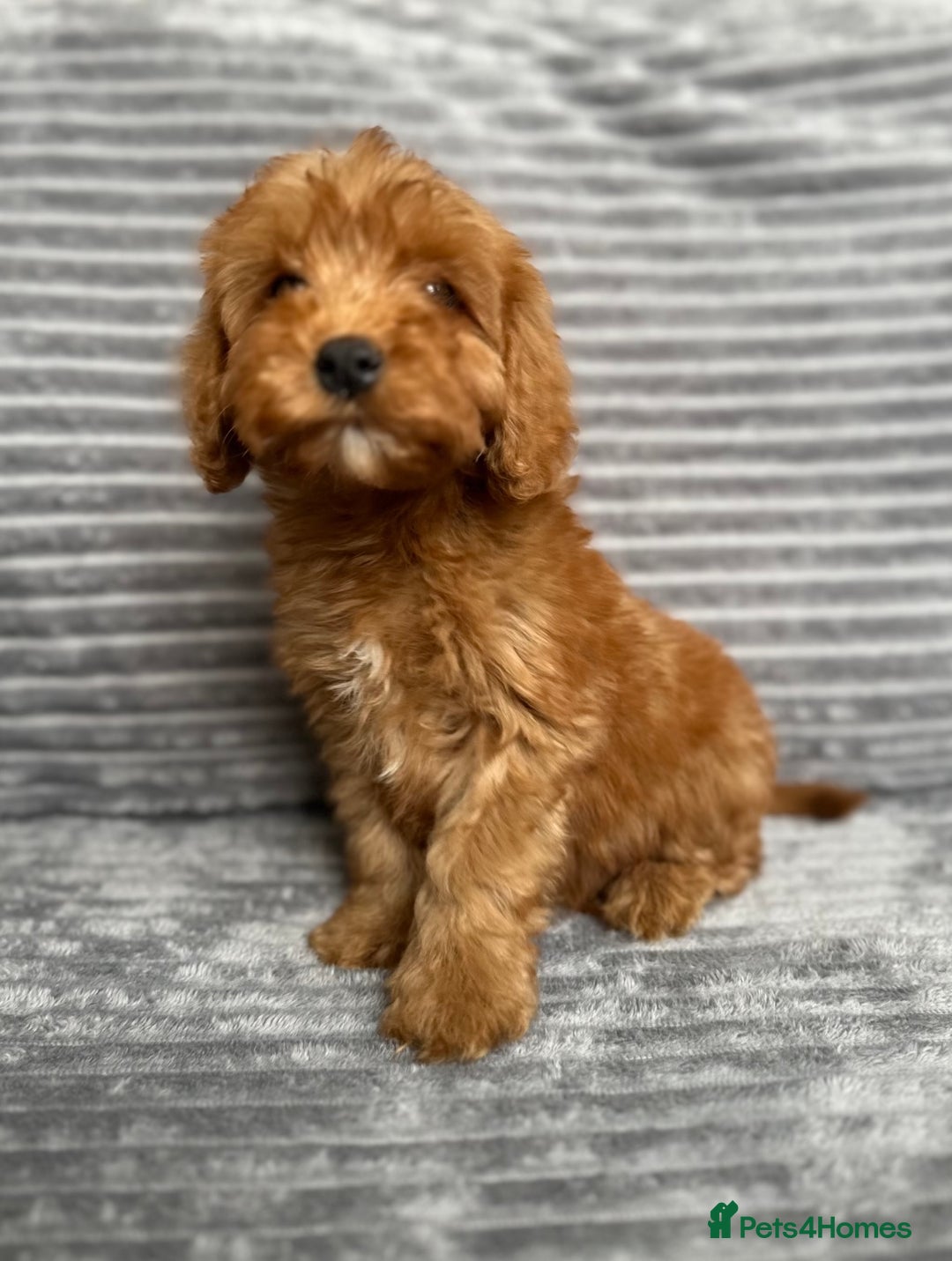 Cockapoo dogs for sale: Adorable Cockapoos looking for forever homes - Image 4