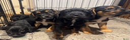 Mixed Breed dogs for sale: Border terrier x cocker spaniel  - Advert 3