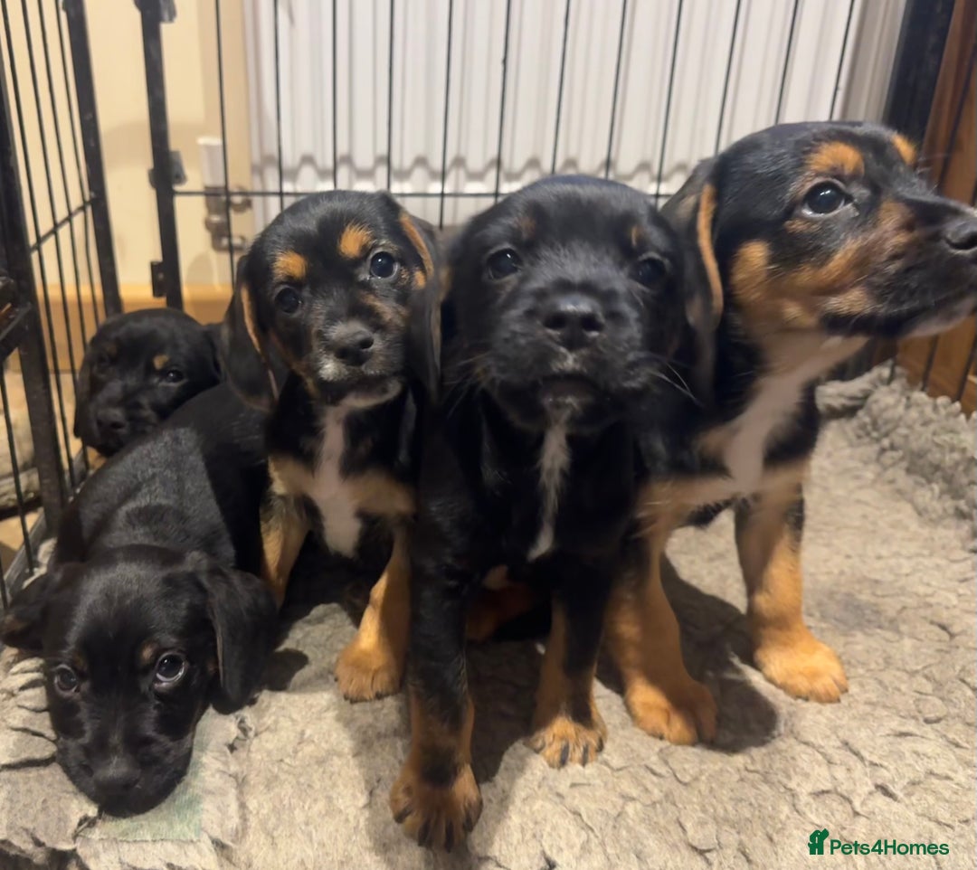 Mixed Breed dogs for sale: Border terrier x cocker spaniel  - Advert 3