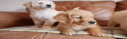 Golden Retriever dogs for sale: Quality Health Tested Golden Retriever Puppies - Advert 7