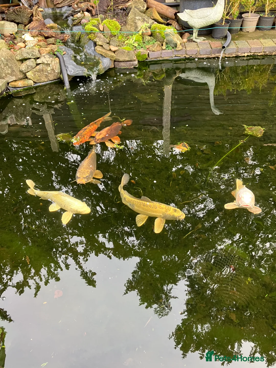 Koi Carp fish for sale: 6 Koi Carp plus 1 Tench - Advert 2