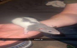 Rat rodents for sale: Rat pups - Image 2