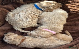 Poochon dogs for sale: Poochon Puppies - Image 5