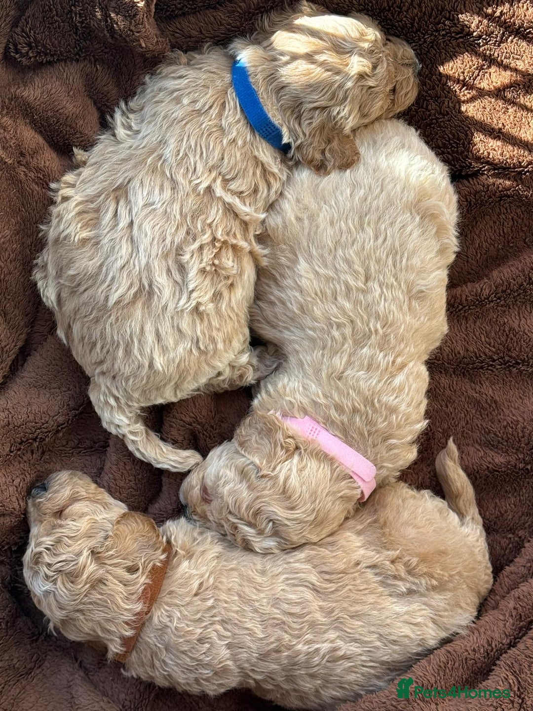 Poochon dogs for sale: Poochon Puppies - Image 5
