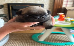 Pug dogs for sale: 4 Puppy Pugs - Image 7