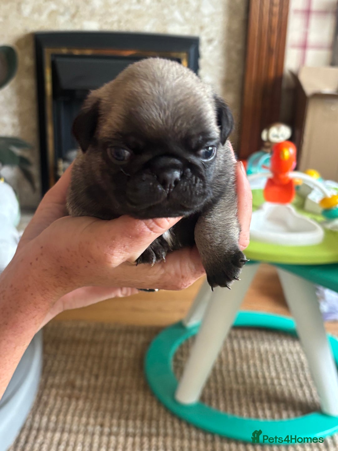 Pug dogs for sale: 4 Puppy Pugs - Image 7
