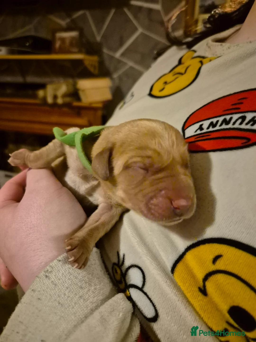 Labrador Retriever dogs for sale: KC Registered Pedigree Labrador Retriever Puppies - Advert 24