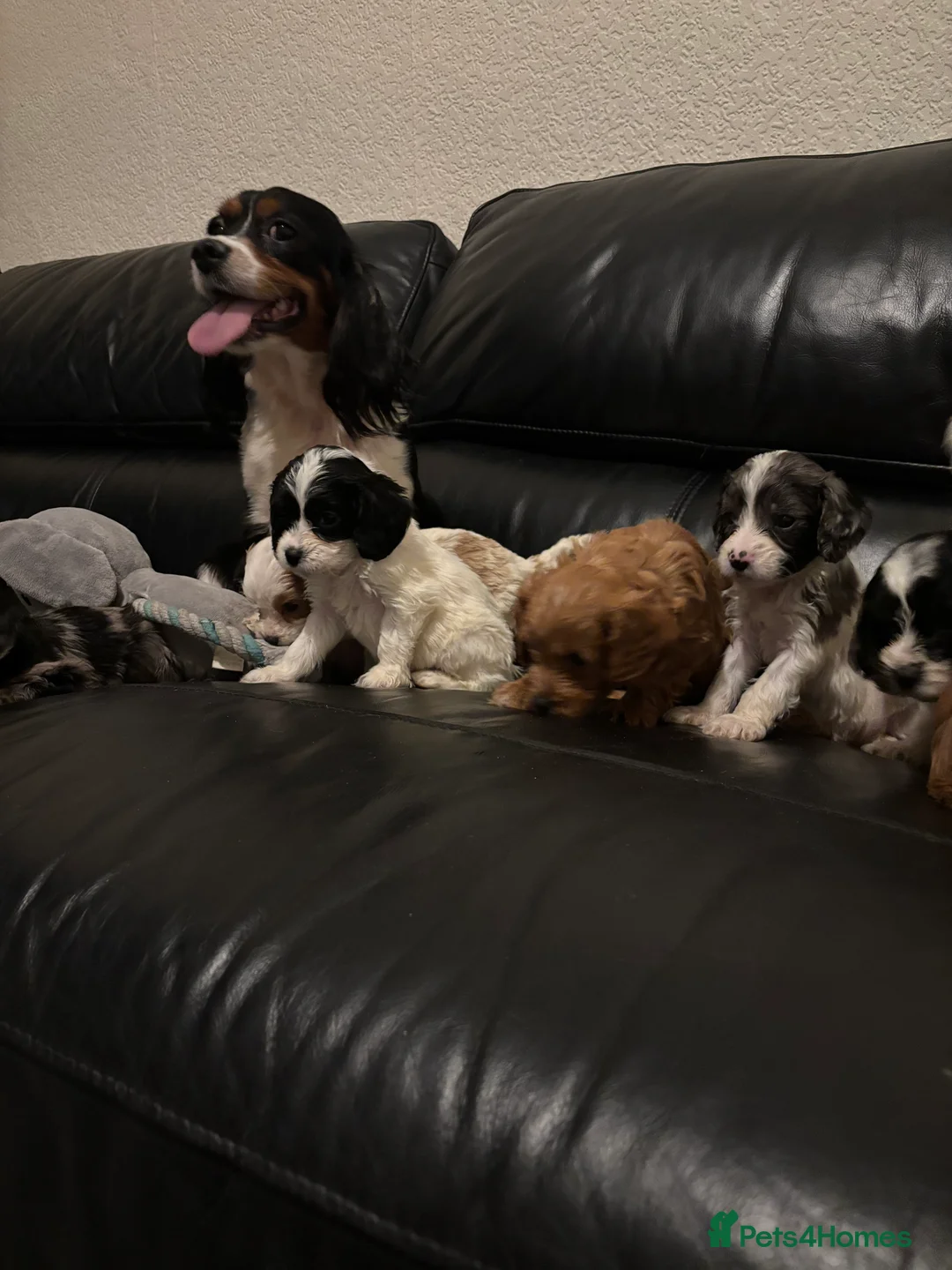 Cavapoo dogs for sale: F1 Cavapoo puppies  - Advert 12
