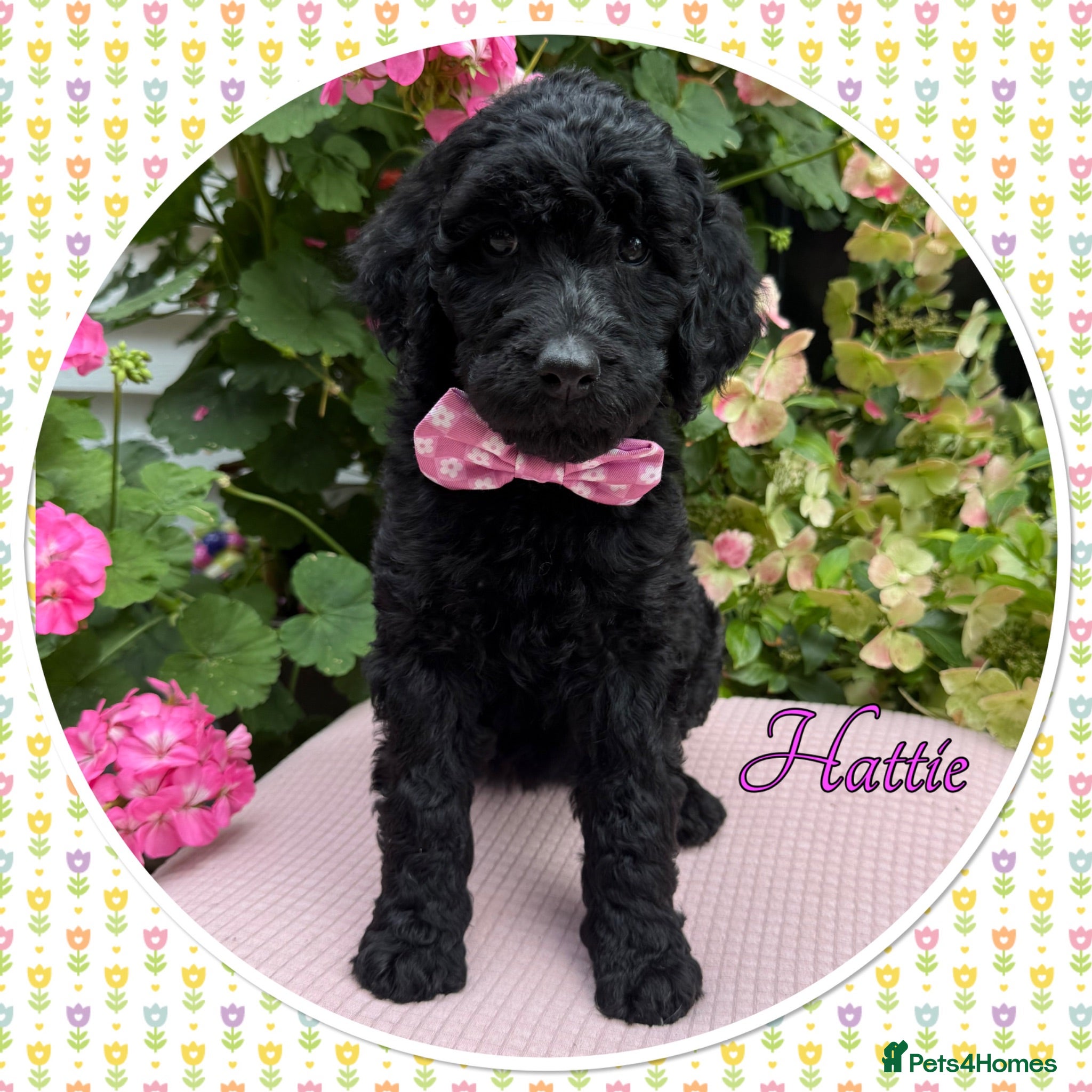 Labradoodle dogs 🌈CAN STAY FOR UPCOMING HOLS🌈OUTSTANDING PUPS🌈 - Advert 1