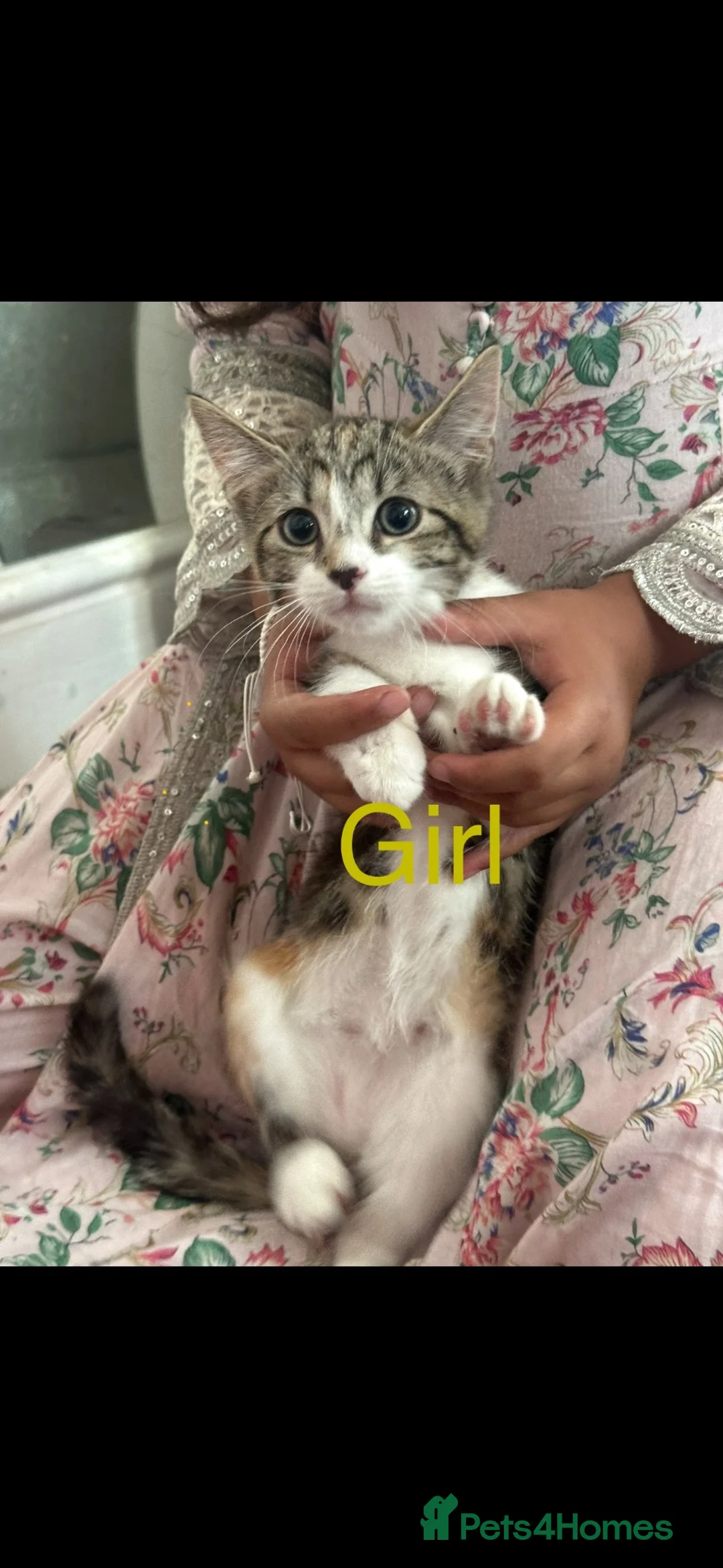 Mixed Breed cats for sale: Beautiful Mixed Kitten - Advert 5