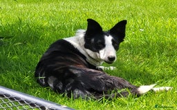 Border Collie dogs for sale: Sheepdog pups in Cumbria - Image 6