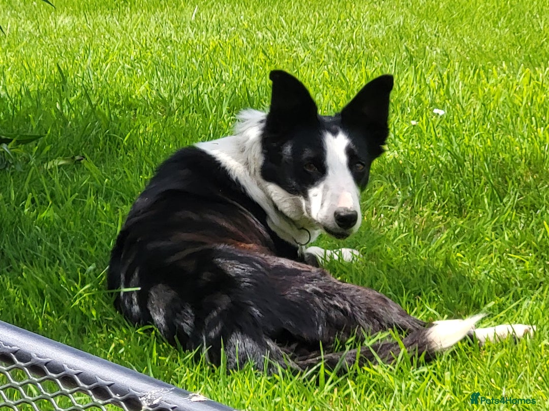 Border Collie dogs for sale: Sheepdog pups in Cumbria - Image 6