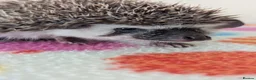 Pygmy Hedgehog rodents for sale: Beautiful Female Hoglets Ready Now 8 weeks old!!! - Advert 11