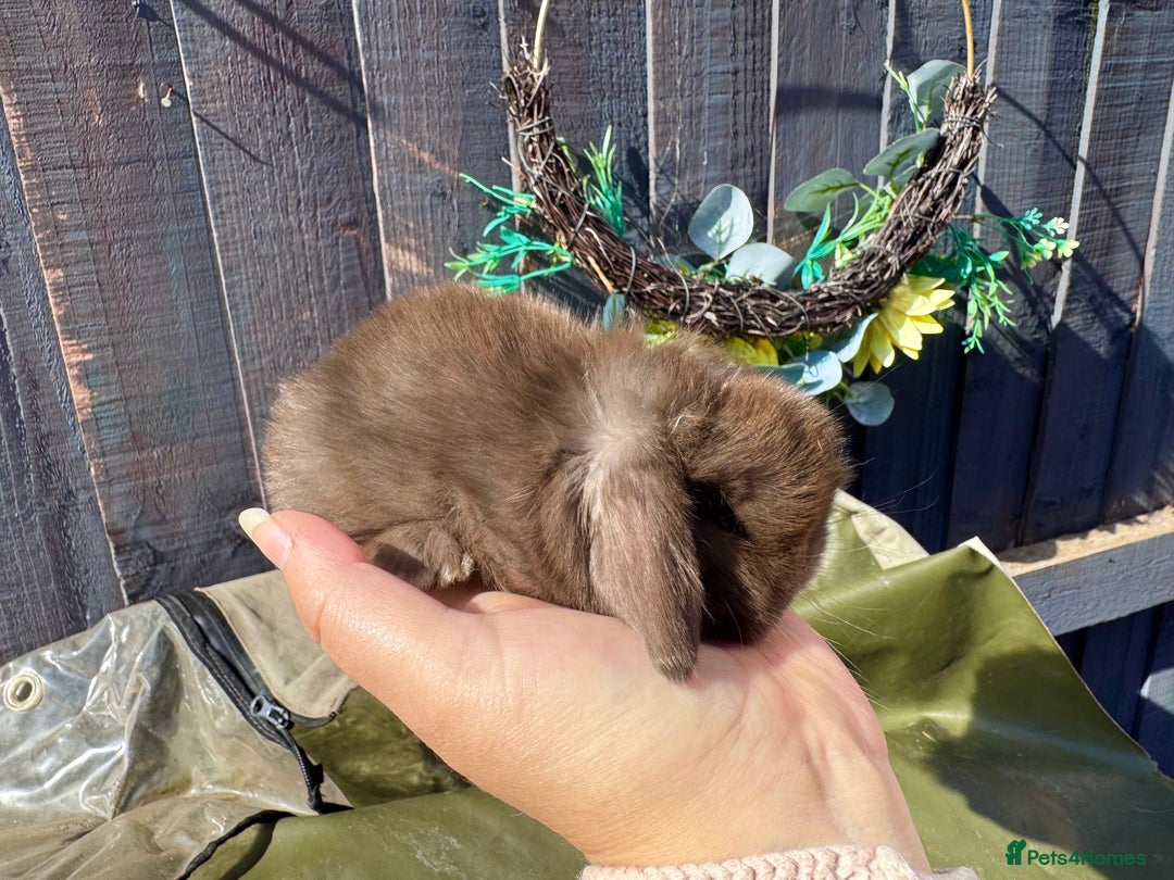 Mini Lop rabbits for sale: STUNNING baby mini lops - Image 21