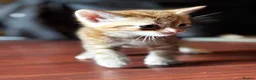 Mixed Breed cats for sale: 5 beauties  in Southampton - Advert 3