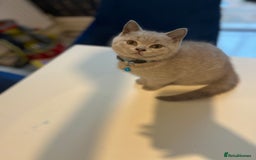 British Shorthair cats for sale: Beautiful  lilac and blue kittens 2 boys 1 girl - Image 35
