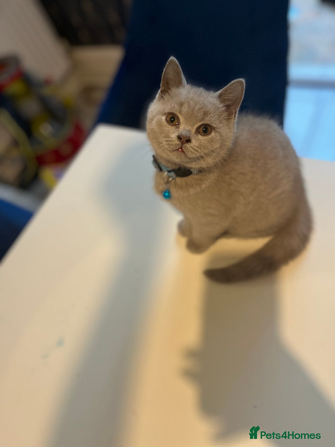 British Shorthair cats for sale: Beautiful  lilac and blue kittens 2 boys 1 girl - Image 35