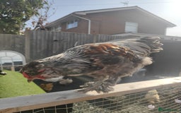 Chickens poultry for sale: 2 x beautiful Cockerells  - Image 2