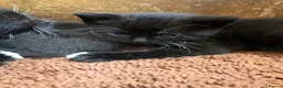 Mixed Breed cats for sale: 6 female Kittens. Black and tortoise.  - Advert 10