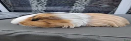 Guinea Pig rodents for sale: Female Guinea Pigs - Advert 4