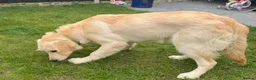 Golden Retriever dogs for sale: 2 KC Boys  - Advert 7