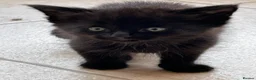 Mixed Breed cats for sale: Beautiful friendly kittens - Advert 4