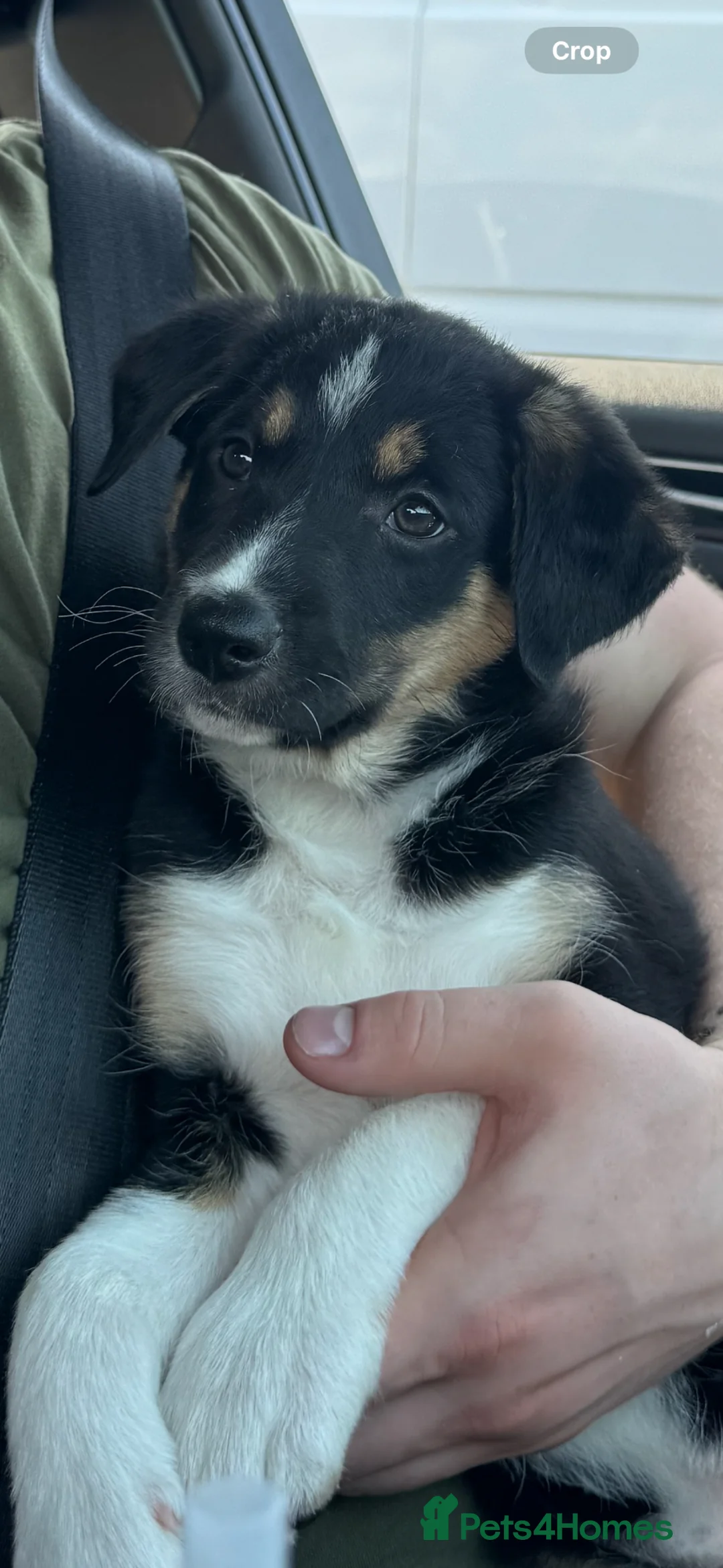 Border Collie dogs for sale: Tri-collie - Advert 1