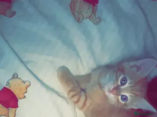 Mixed Breed cats Little kitten ready now - Advert 3