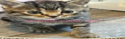 British Shorthair cats for sale: 4 British short hair kittens  - Advert 7