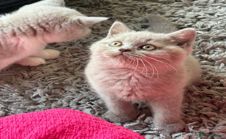 British Shorthair cats - Advert 9