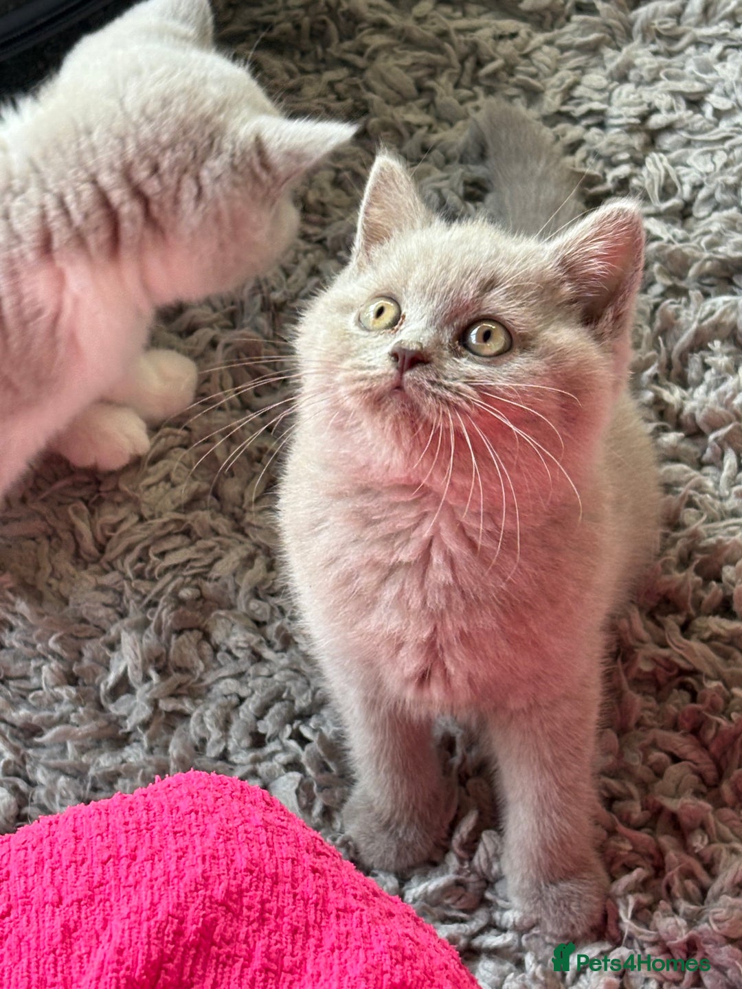 British Shorthair cats for sale: Lilac British shorthair kittens - Image 2