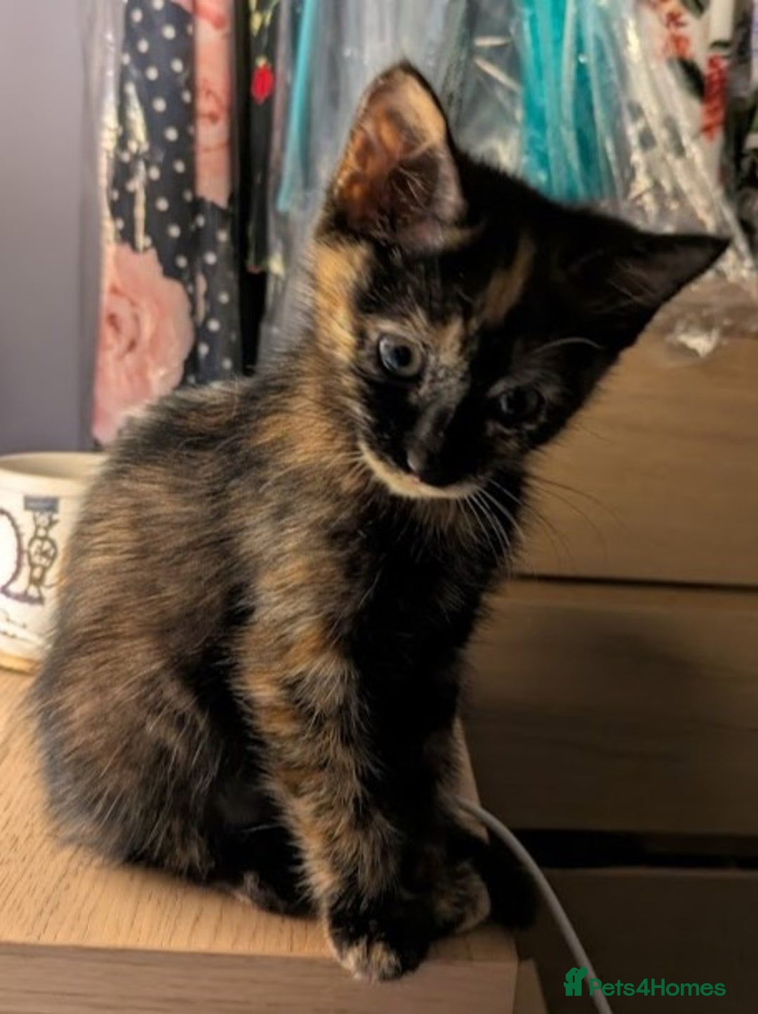 Domestic Shorthair cats for sale: Gorgeous Trio of Kittens to go together - Image 15