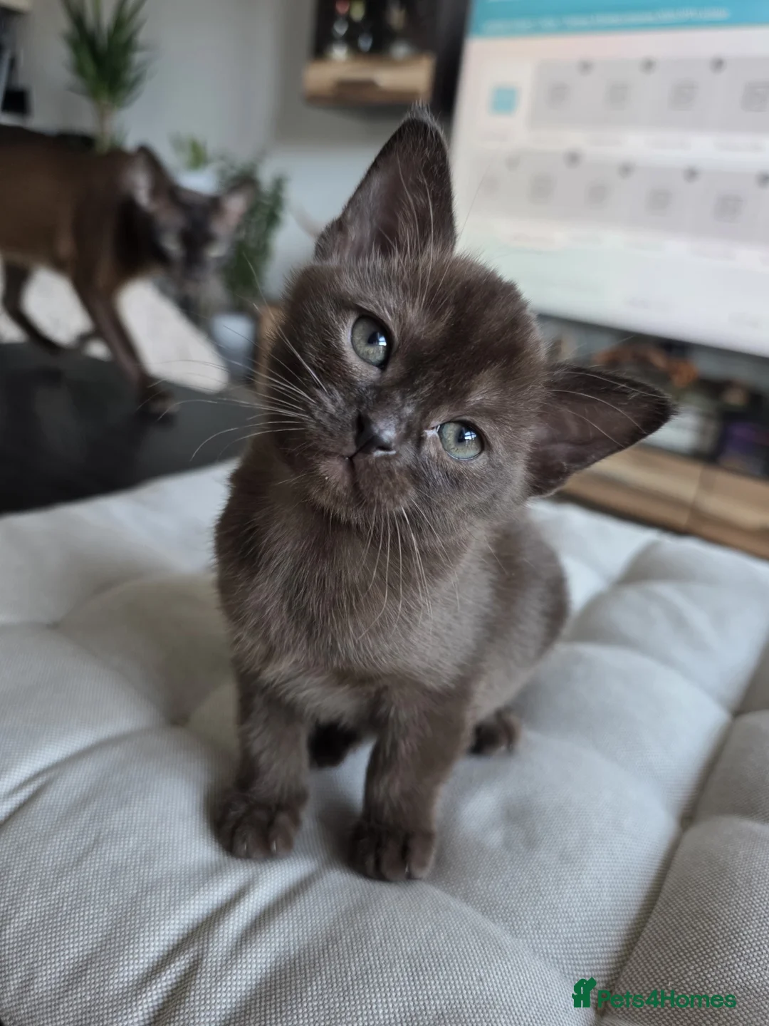 Burmese cats for sale: Stunning Pedigree Brown Burmese kittens  - Advert 1
