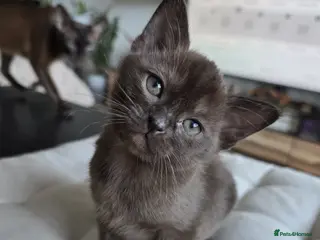 Burmese cats Stunning Pedigree Brown Burmese kittens - Advert 1