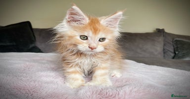 Maine Coon cats - Advert 16
