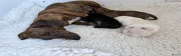 Miniature Dachshund dogs for sale: Stunning mini Dachshunds.PRA & BVA clear parents  - Advert 16