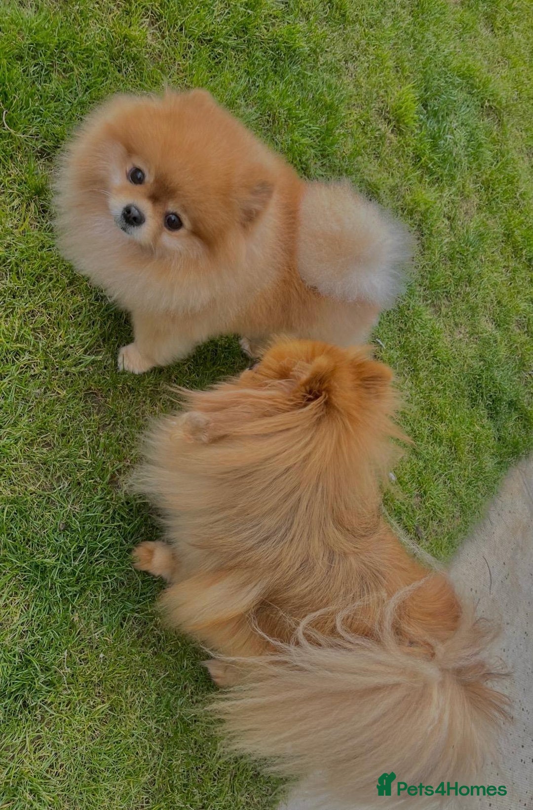 Pomeranian dogs for sale: Pomeranian teddy bear face puppies🐶 - Advert 18