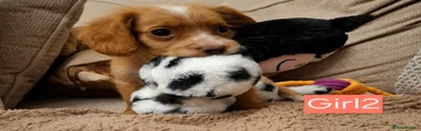 Cocker Spaniel Puppy 2