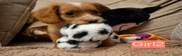 Cocker Spaniel dogs for sale: Beautiful litter of 7 Pedigree Cocker Spaniels - Advert 14