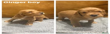Ginger Boy