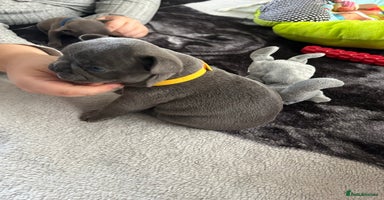 French Bulldog dogs - Advert 16
